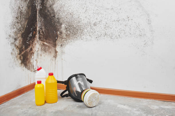 Best Residential Mold Removal  in Underwood, IA