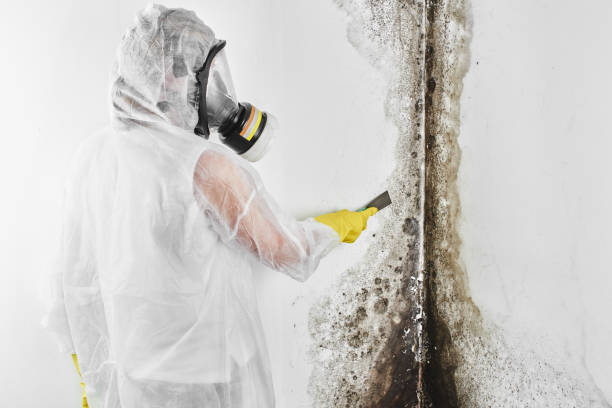Best Commercial Mold Removal  in Underwood, IA