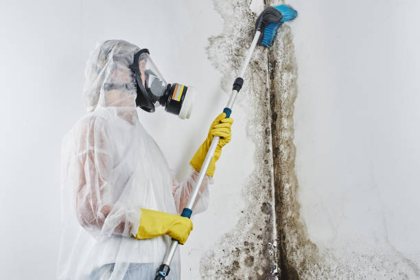 Best Professional Mold Removal  in Underwood, IA
