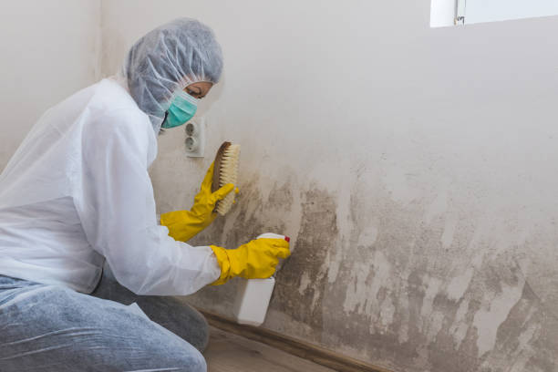 Attic Mold Removal in Underwood, IA
