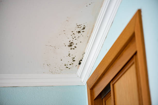 Best Certified Mold Removal  in Underwood, IA