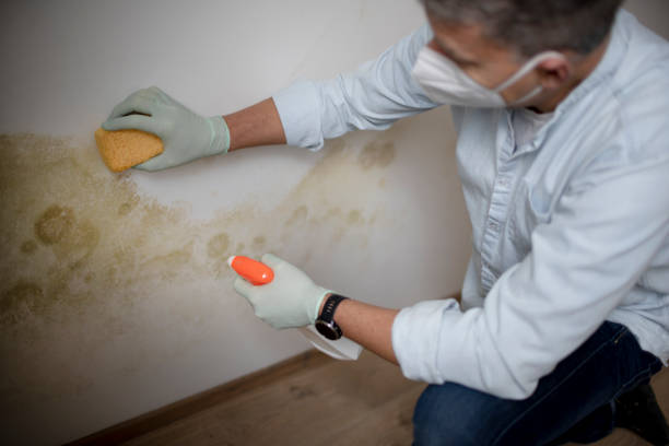 Mold Removal Process in Underwood, IA
