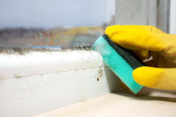 Best Affordable Mold Removal  in Underwood, IA