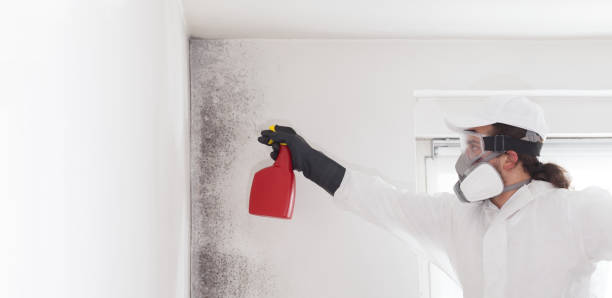 Best Mold Remediation  in Underwood, IA