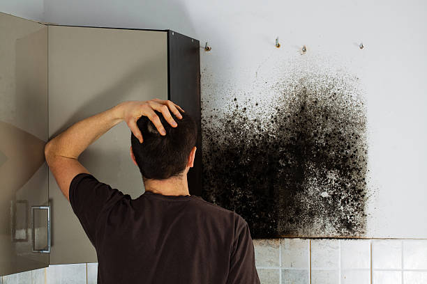 Reliable Underwood, IA Mold Removal Solutions