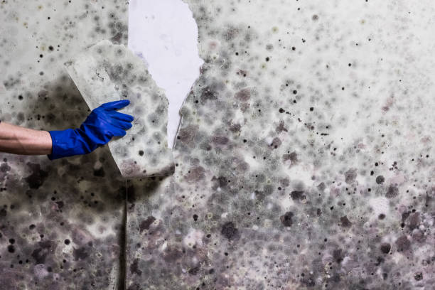 Best Mold Cleaning Services  in Underwood, IA
